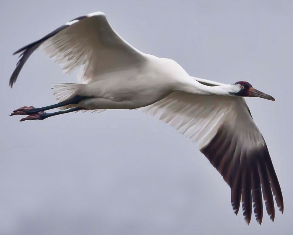 About the Film Journey of the Whooping Crane